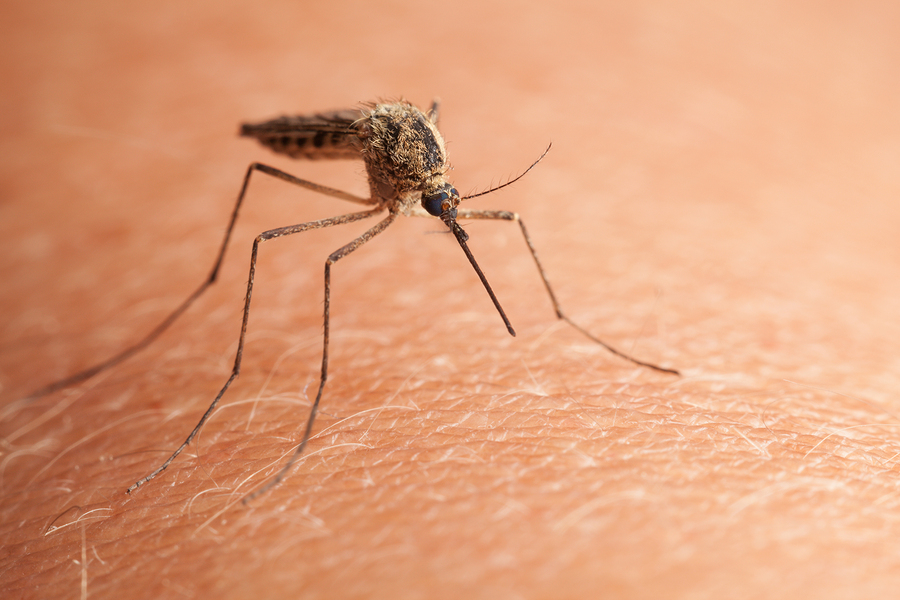 Elderly Care in Hutchinson MN: Mosquito Season