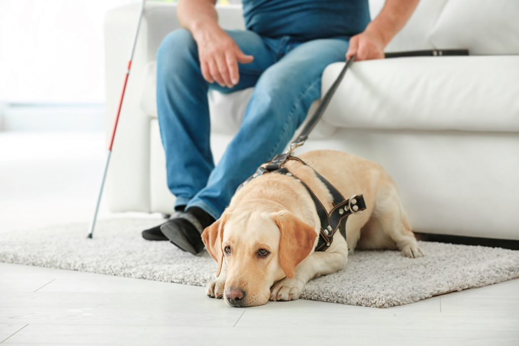 Senior Care Tips: Does Your Elderly Loved One Need a Service Animal? |  Adara Home Health